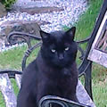 Black The Cat enjoying the day