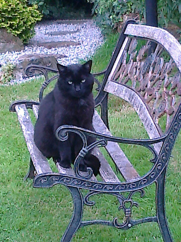 Black The Cat enjoying the day