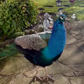 Our Peacock - Ashley - looking for food scraps after the event
