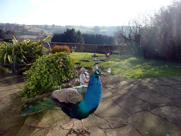 Our Peacock - Ashley - looking for food scraps after the event